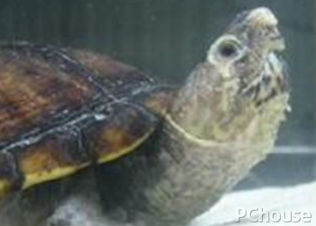 斑纹泥龟饲养方法