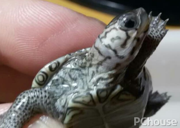 巴达库尔龟饲养方法