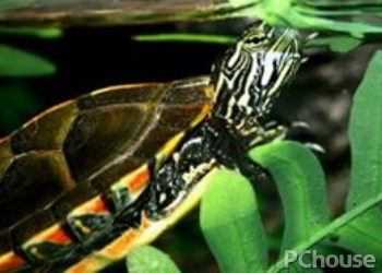 黄泥龟饲养方法
