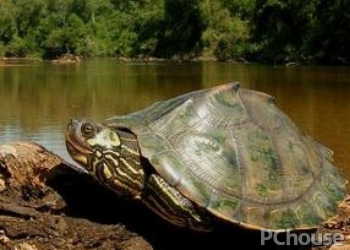 黄斑地图龟饲养方法