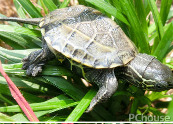 印度陆龟饲养方法