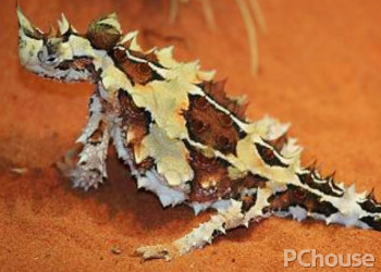 澳洲刺角蜥的产地