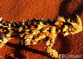 澳洲刺角蜥的饲养方法