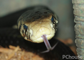 森林眼镜蛇的饲养方法