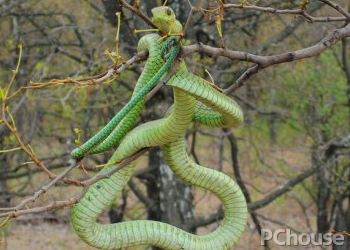 非洲树蛇的饲养方法