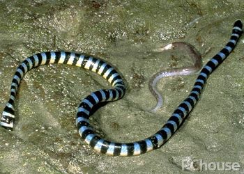 灰蓝扁尾海蛇的产地