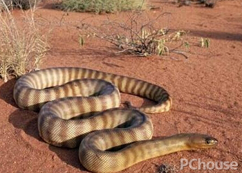 澳洲金刚蛇的产地