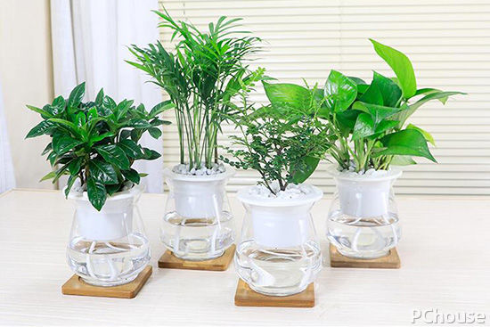 家庭如何养水培植物 水培绿萝的养殖方法