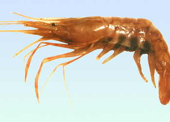 脊尾白虾的介绍