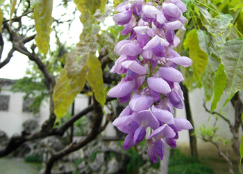 紫藤繁殖方法图片