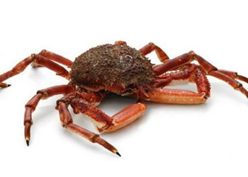蜘蛛蟹的营养价值 蜘蛛蟹的做法 食用蜘蛛蟹的注意事项 家居百科 太平洋家居网