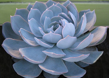 蓝石莲的养殖方法 蓝石莲在家居中的作用 蓝石莲的风水学应用 家居百科 太平洋家居网