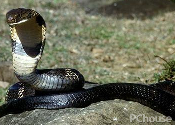 巴蛇 真实图片